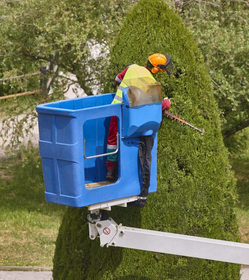Gardener pruning a cypress on a crane. Seasonal job Gardener pruning a cypress on a crane. Seasonal trees maintenance